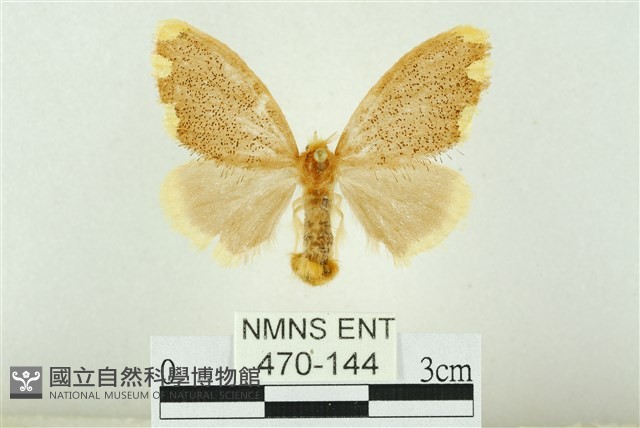 黑翅黃毒蛾藏品圖，第1張