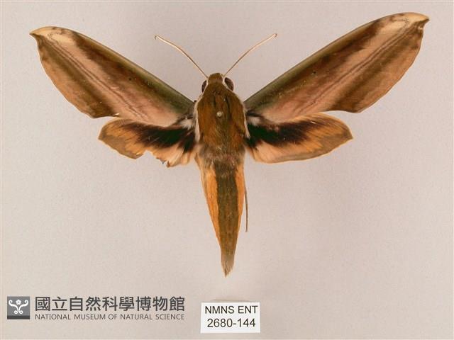 綠背斜紋天蛾藏品圖，第1張