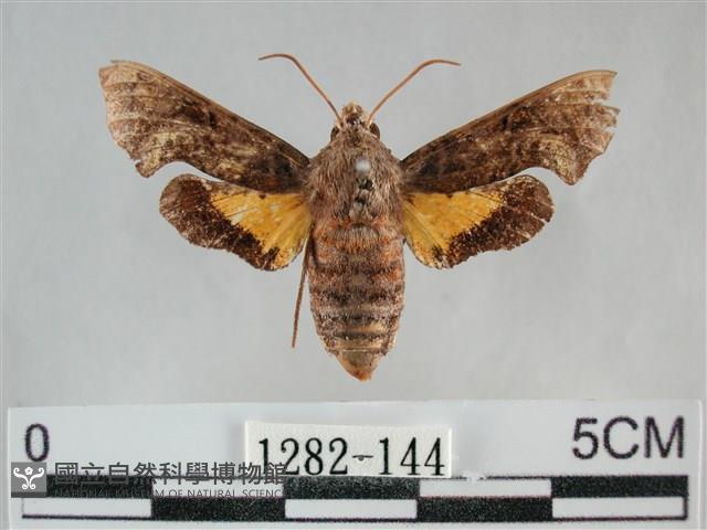 三角凹緣天蛾藏品圖，第1張