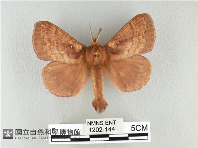 波紋枯葉蛾藏品圖，第1張