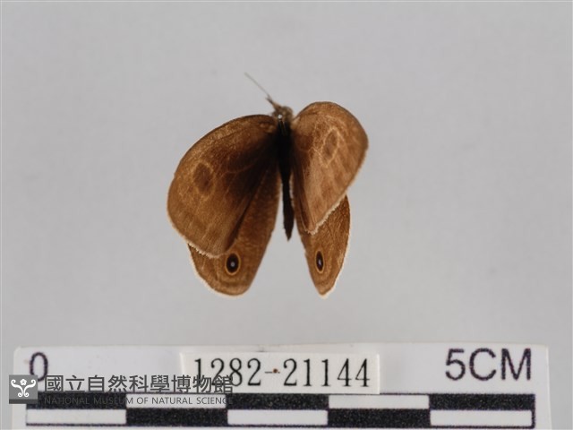 密紋波眼蝶藏品圖，第1張