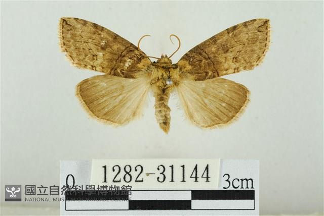 霧社環波紋蛾藏品圖，第1張