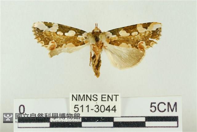 連珠波紋蛾藏品圖，第1張