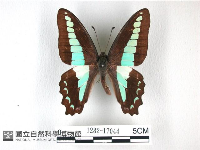 青帶鳳蝶藏品圖，第1張
