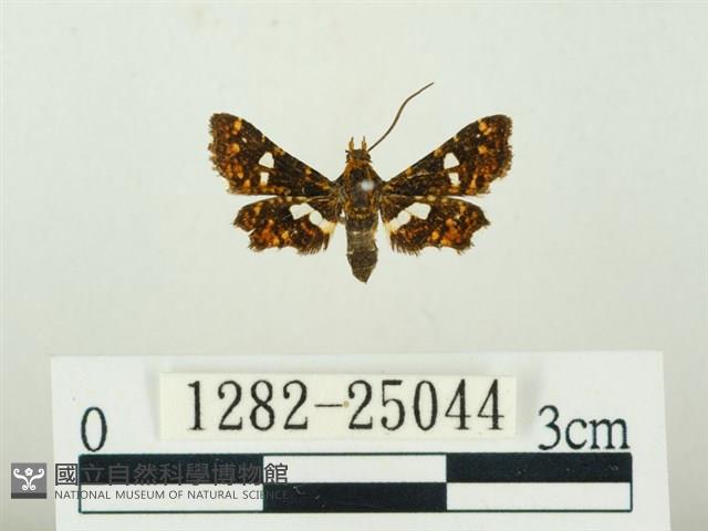 白點小窗蛾藏品圖，第1張