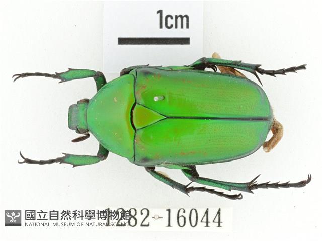 金艷騷金龜藏品圖，第1張