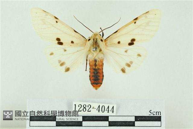 菊池污燈蛾藏品圖，第1張