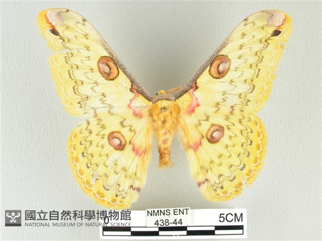 黃豹天蠶蛾藏品圖，第1張