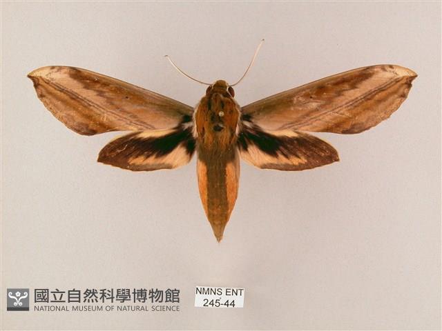 綠背斜紋天蛾藏品圖，第1張