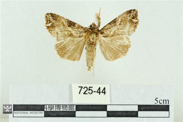 裳蛾科藏品圖，第1張