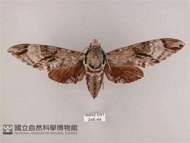 粗斜紋天蛾藏品圖，第1張