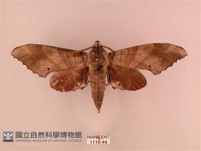 栗六點天蛾藏品圖，第1張