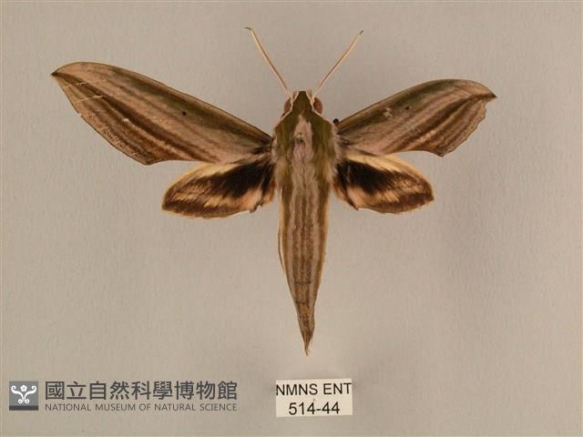 棕綠背線天蛾藏品圖，第1張
