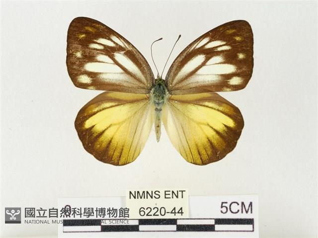 黃裙脈粉蝶藏品圖，第1張