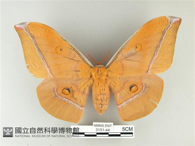 紅目天蠶蛾藏品圖，第1張