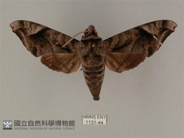 全緣缺角天蛾藏品圖，第1張