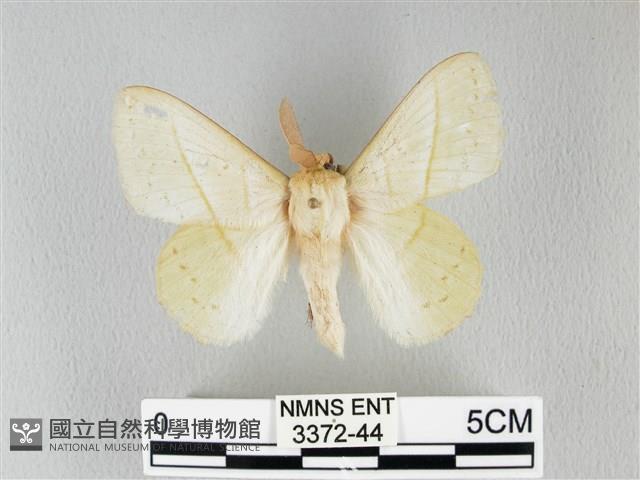 青枯葉蛾藏品圖，第1張