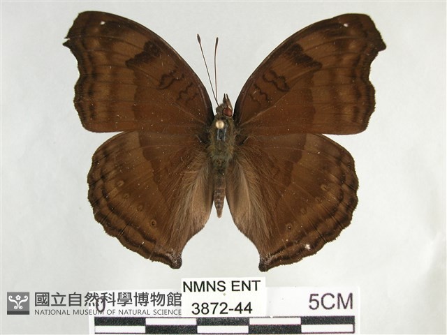 黯眼蛺蝶藏品圖，第1張