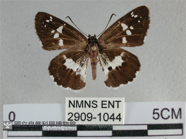 玉帶弄蝶藏品圖，第1張