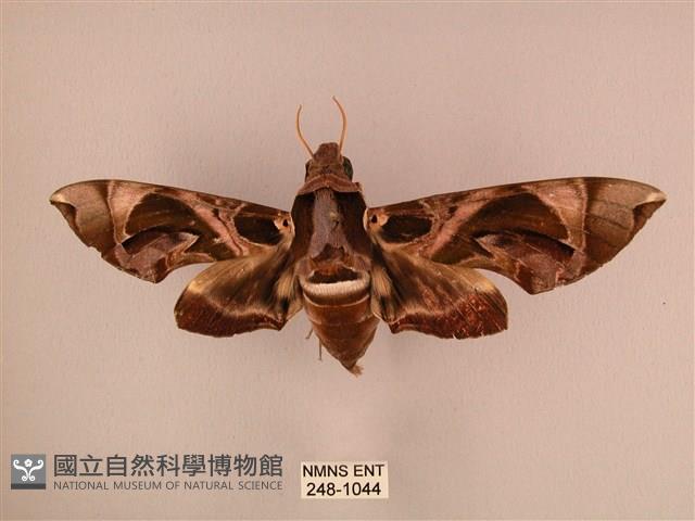 暗綠白腰天蛾藏品圖，第1張