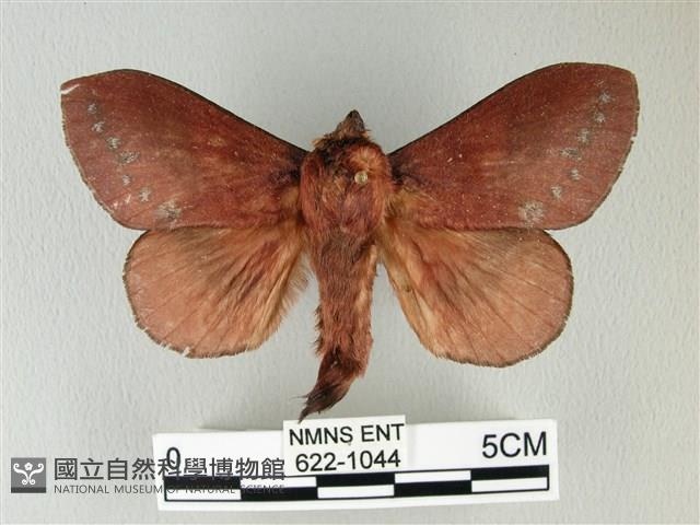 隱波紋枯葉蛾藏品圖，第1張