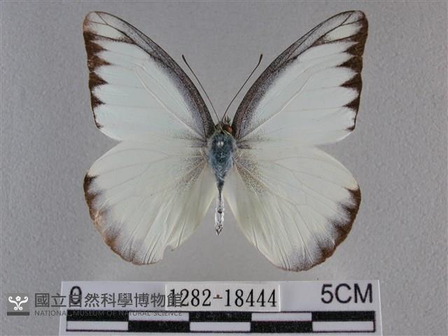 異色尖粉蝶藏品圖，第1張