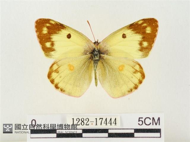 紋黃粉蝶藏品圖，第1張