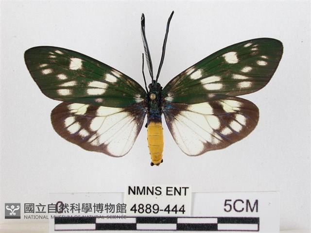 蓬萊茶斑蛾藏品圖，第1張