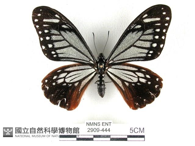 斑鳳蝶藏品圖，第1張