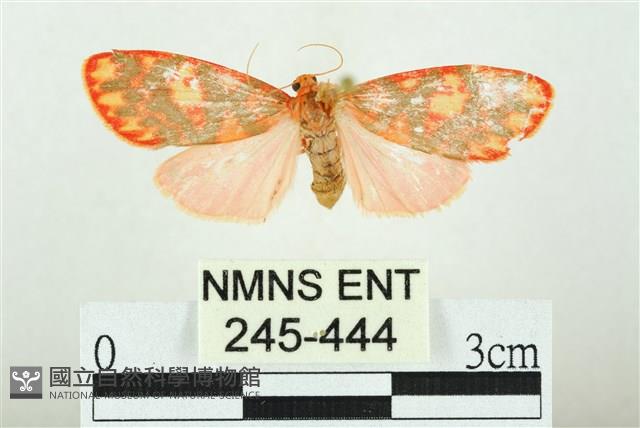 三色豔苔蛾藏品圖，第1張