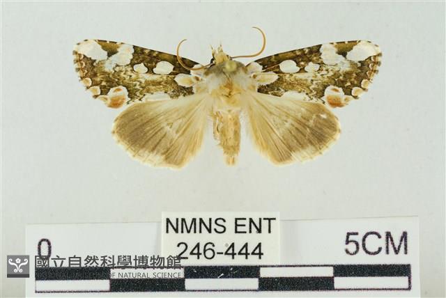 連珠波紋蛾藏品圖，第1張