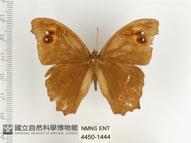 暮眼蝶、樹蔭蝶藏品圖，第1張