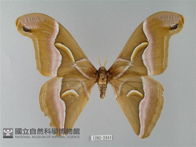 眉紋天蠶蛾藏品圖，第1張