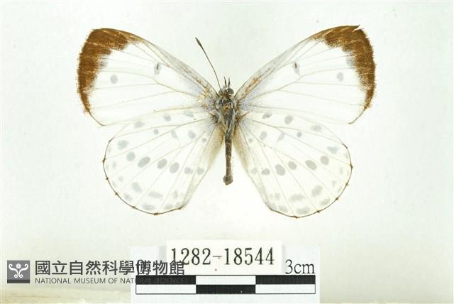 白雀斑灰蝶藏品圖，第1張