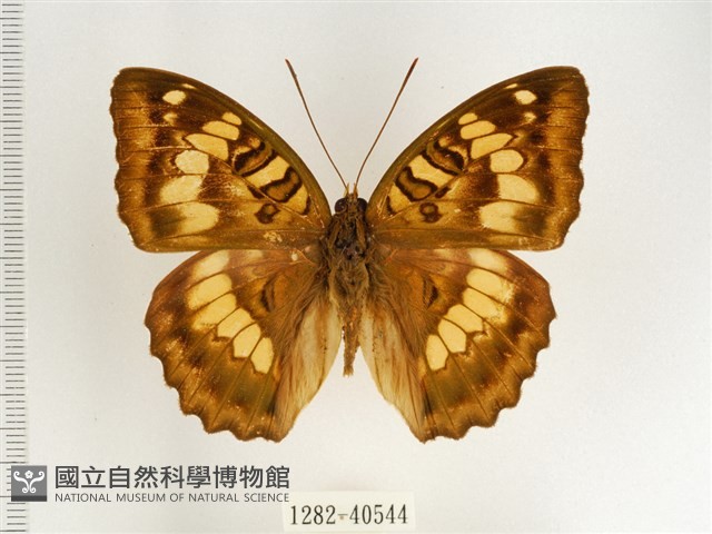 甲仙翠蛺蝶藏品圖，第1張