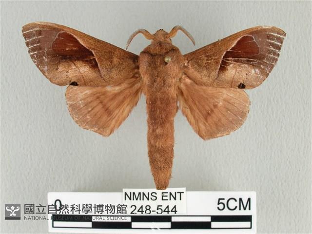 大褐斑枯葉蛾藏品圖，第1張