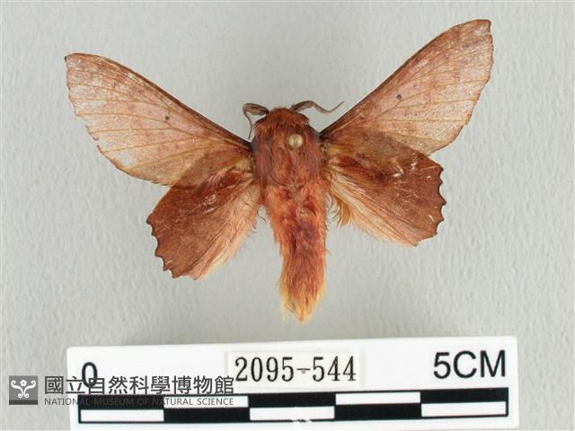 臺灣枯葉蛾藏品圖，第1張