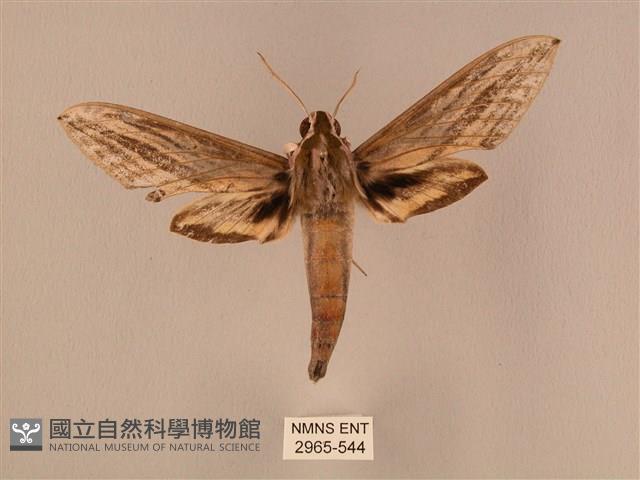 棕綠背線天蛾藏品圖，第1張