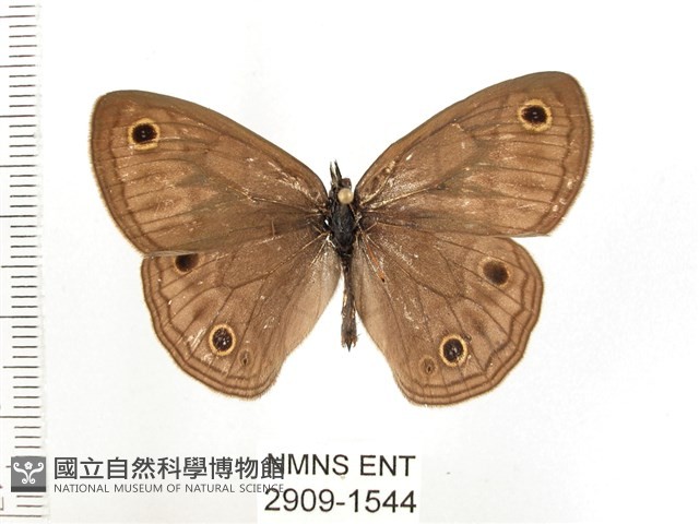 古眼蝶藏品圖，第1張