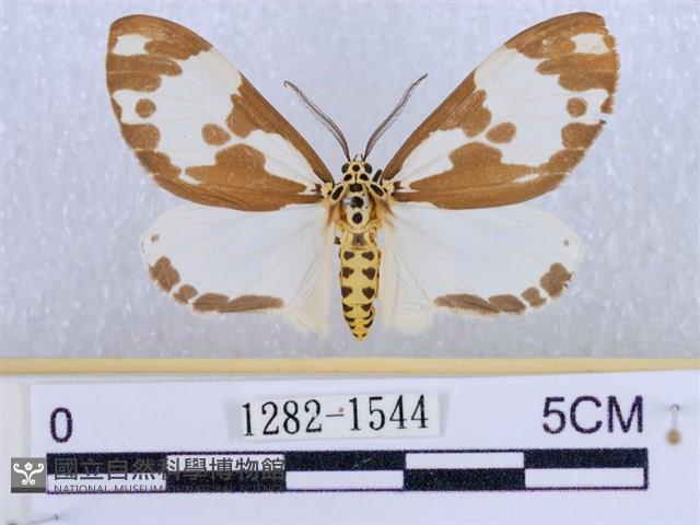 後凸蝶燈蛾藏品圖，第1張