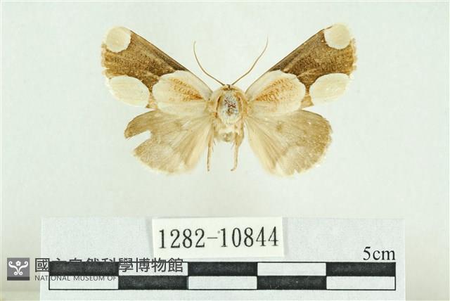 臺灣斑蕊夜蛾藏品圖，第1張