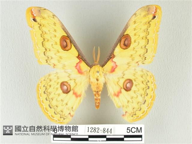 黃豹天蠶蛾藏品圖，第1張