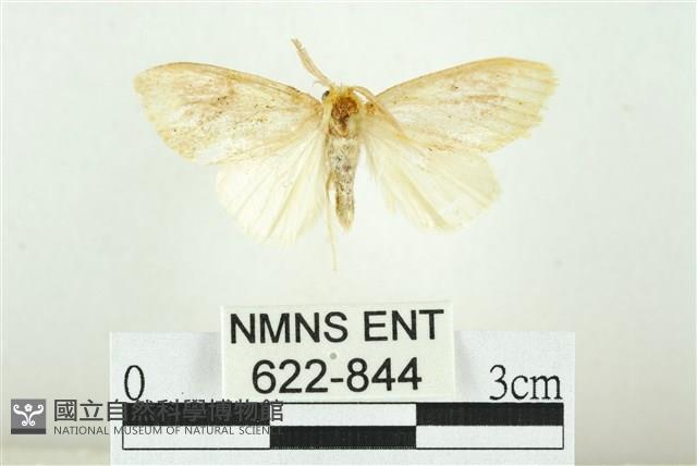 寬紋黃毒蛾藏品圖，第1張