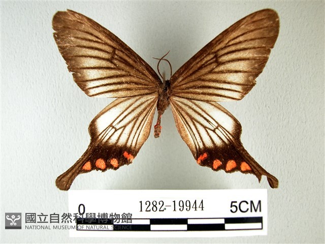 松村氏淺翅鳳蛾藏品圖，第1張
