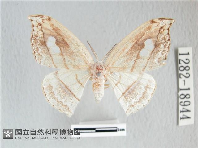 單角窗鉤蛾藏品圖，第1張