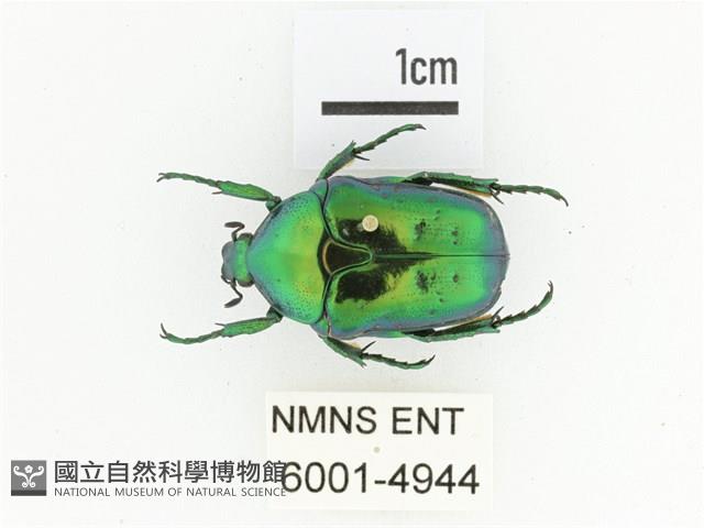 藍艷白點花金龜藏品圖，第1張