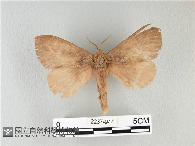 波紋枯葉蛾藏品圖，第1張