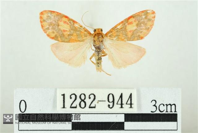 三色豔苔蛾藏品圖，第1張