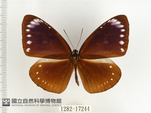 小紫斑蝶藏品圖，第1張