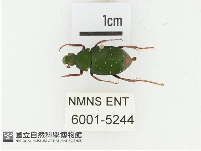 三輪長腳花金龜藏品圖，第1張